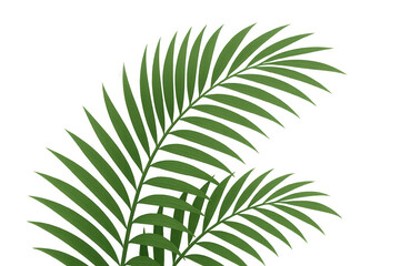 Fototapeta premium Verdant palm fronds arching elegantly, showcasing delicate veins and vibrant green hues against crisp white backdrop