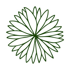 palm architecture tree top view