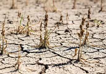 Cracked earth and withered plants symbolize drought and climate change impact on nature