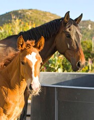 Naklejka premium Chestnut foal and its dark brown mother stand near a water trough, hills in the background