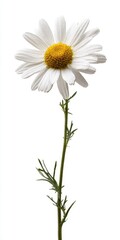 Single White Daisy Flower with Yellow Center on White Background