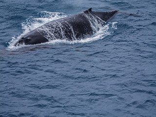 Fototapeta premium Humpback Whale Broaching In Blue Seas