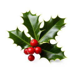 A sprig of holly with red berries against a transparent background
