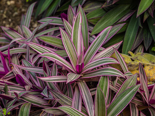 Obraz premium Moses In The Cradle (Tradescantia Spathacea)
