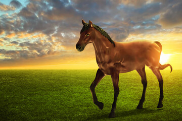 Portrait of a horse walking on the field with beautiful sunset sky
