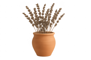 Dried lavender flowers in terracotta pot on transparent background