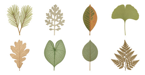 Fototapeta premium PNG Diverse botanical leaf illustrations collection, element set on transparent background