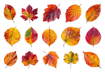 Obraz premium PNG Vibrant autumn leaves collection image, element set on transparent background