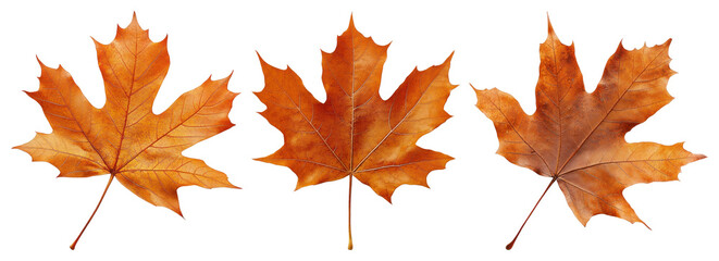PNG Three vibrant autumn maple leaves, element set on transparent background