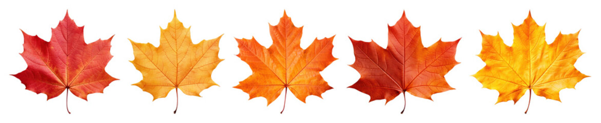 Obraz premium PNG Vibrant autumn maple leaves arrangement, element set on transparent background