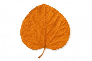 Orange leaf floating, backlit against transparent backdrop, highlighting autumnal color palette for graphic design elements