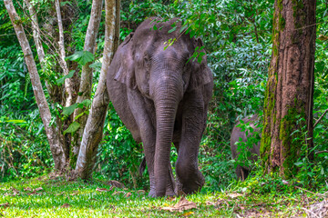 Fototapeta premium Its body is gray, its snout is called the trunk. The trunk of the Asian elephant has only one beak. Nakhon Ratchasima, Thailand.