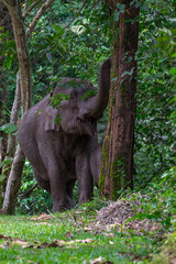 Its body is gray, its snout is called the trunk. The trunk of the Asian elephant has only one beak. Nakhon Ratchasima, Thailand.
