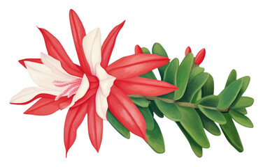 PNG Christmas cactus flower plant petal.