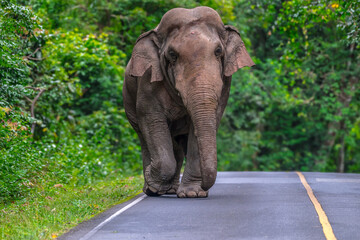 Obraz premium Its body is gray, its snout is called the trunk. The trunk of the Asian elephant has only one beak. Nakhon Ratchasima, Thailand.