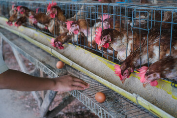 A person’s hand is reaching to pick up an egg. The scene captures the daily process of industrial egg production and poultry farming.  