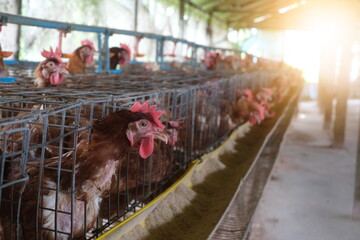 A row of hens in wire cages inside a poultry farm. Sunlight streams into the shed.The scene reflects industrial egg production, with chickens kept in close quarters, livestock farming.