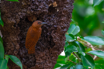 Reddish brown fur, short crest, dense black horizontal stripes on the upper body, short black beak, stripes on the underside of the neck. Male: red stripes on the cheeks. Thailand.