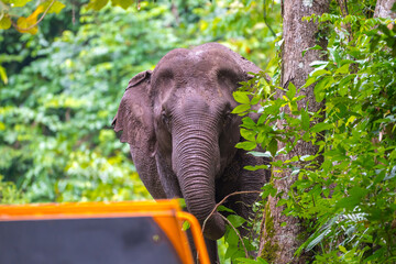 Naklejka premium Its body is gray, its snout is called the trunk. The trunk of the Asian elephant has only one beak. Nakhon Ratchasima, Thailand.
