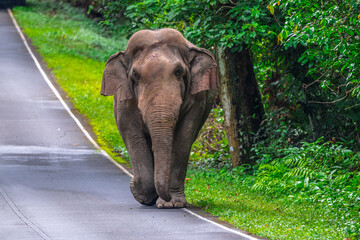 Fototapeta premium Its body is gray, its snout is called the trunk. The trunk of the Asian elephant has only one beak. Nakhon Ratchasima, Thailand.