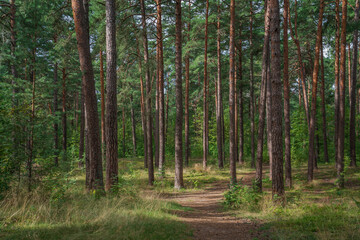 Pine forest in the forest park zone (Upper Park) on the Baltic Sea coast on a sunny summer day,...