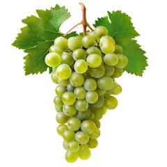 Obraz premium A bunch of grapes on a vine, their skin starting to ripen. full length isolate on transparent background