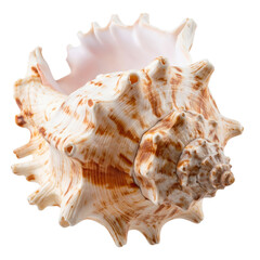 Fototapeta premium A large, spiraled seashell with a textured surface and brownish-orange stripes, featuring prominent spiky protrusions along its edges