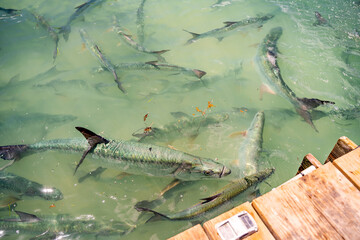 Underwater View of Tarpon in Clear Water, Key West, Florida