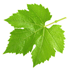Fototapeta premium Bright green grapevine leaf with distinct serrated edges and prominent veins, displaying a fresh and healthy appearance with a short stem attached