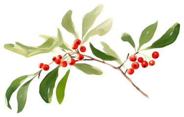 Christmas mistletoe cherry plant leaf.