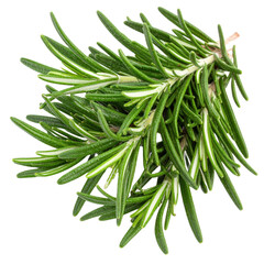 Fototapeta premium Fresh green rosemary sprigs with needle-like leaves, showcasing their vibrant texture and natural aroma, commonly used as a culinary herb and for medicinal purposes