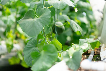 Obraz premium Vegetables in a vegetable greenhouse