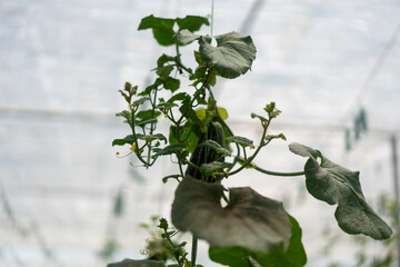 Vegetables in a vegetable greenhouse