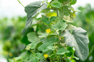Vegetables in a greenhouse