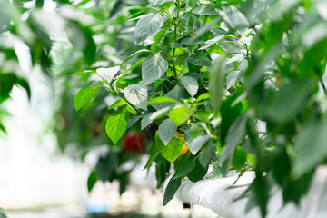 Vegetables in a vegetable greenhouse
