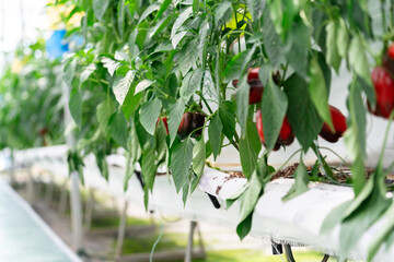 Vegetables in the greenhouse