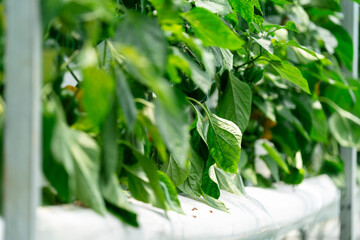 Vegetables in a greenhouse