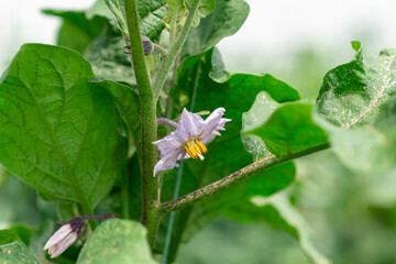 Vegetables in the greenhouse