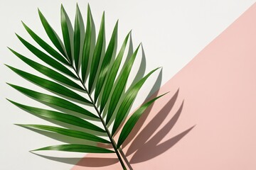 Green Palm Leaf Shadow on White and Pink Background