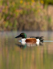 Fototapeta premium Duck on calm water, vibrant bokeh