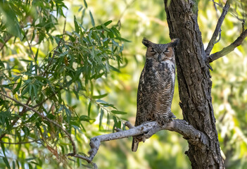 Great horned owl staring intently perched almost at eye level 