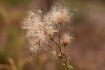 Macro close-up of thistle seed heads (Cirsium arvense) with silky pappus on dry stems, beige fluff...