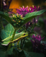 A small green tree frog resting on leaves among purple flowers in a natural garden setting....
