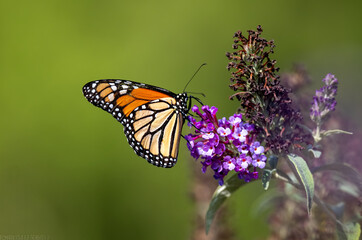 Beautiful monarch butterfly on purple flower