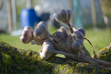 Freshly harvested garlic bulbs drying on mossy tree branch in garden