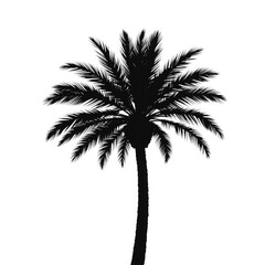 palm tree with transparent background PNG and JPEG image