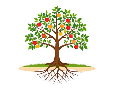 Apple tree with roots in a stylized illustration