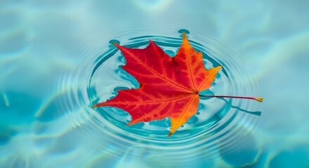 Obraz premium Stunning red maple leaf floating peacefully on turquoise water creating vibrant ripples