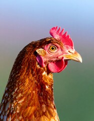 Close-up of a chicken's head