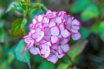 ひっそりと咲く満開の赤紫のグラデーションのアジサイ